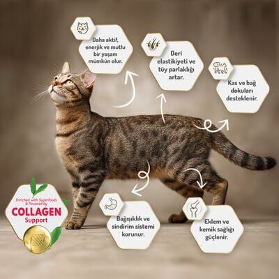 Felicia Yetişkin Tavuklu-Hamsili Kedi Maması 12 Kg