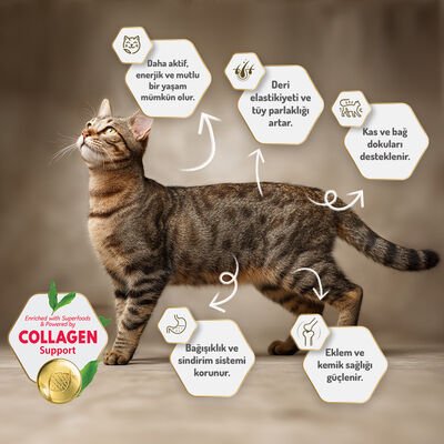 Felicia Tavuklu-Hamsili Yavru Kedi Maması 2 Kg
