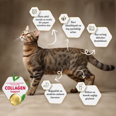 Felicia Somonlu Yetişkin Kedi Maması 12 Kg