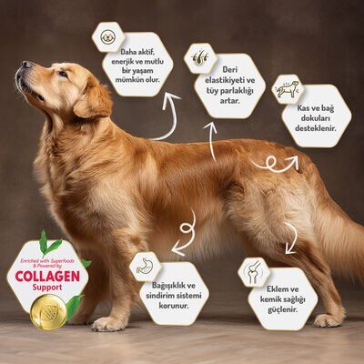 Felicia Somonlu Yetişkin Köpek Maması 3 Kg