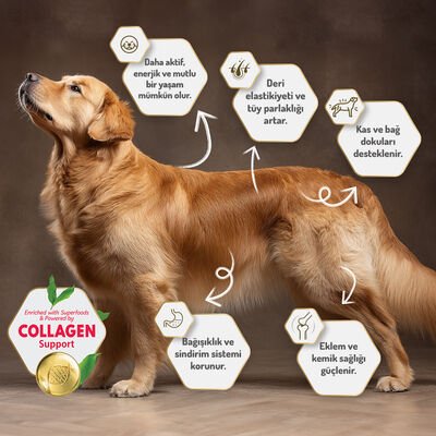 Felicia Kuzulu Yetişkin Köpek Maması 3 Kg
