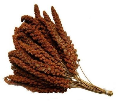 Hobi Küçük Kızıl Dal Darı 1 Kg